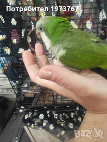 папагал монах на година и половина , снимка 7 - Папагали - 54015294