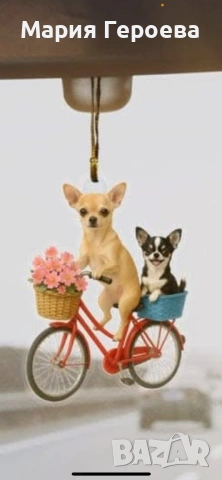 Чихуахуа женско, снимка 4 - Чихуахуа - 53170076