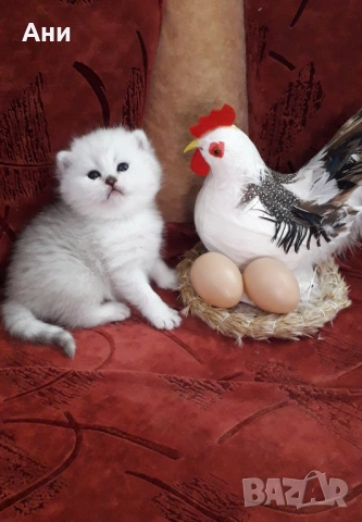 Топ Цена.Уникални Котенца , снимка 4 - Британска късокосместа - 54160766