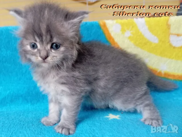 Сибирче, сибирска котка, сибирски котенца, сибирско коте, хипоалергично, синьо момиче