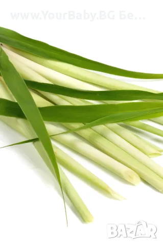 Oilo БИО Етерично Масло от Кора от Цитронела (Cymbopogon winterianus) - Citronella Oilo 5 мл., снимка 13 - Други - 49721731