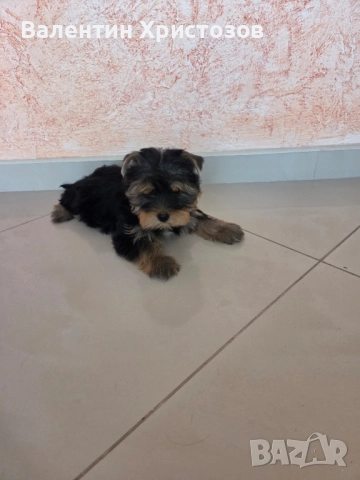 йорки йоркширски териер , снимка 1