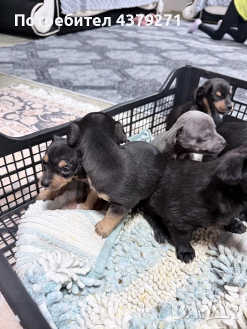 Пинчер, снимка 3 - Чихуахуа - 53989197