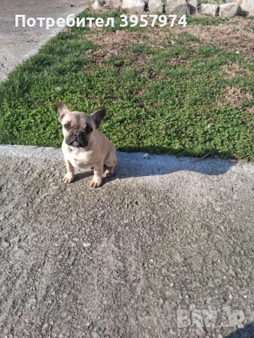 Продава се мъжко булдоче на 3 и половина месеца с три ваксини и паспорт , снимка 3 - Френски булдог - 53028052