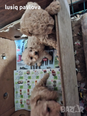 Пудел той, снимка 3 - Пудели - 53214749