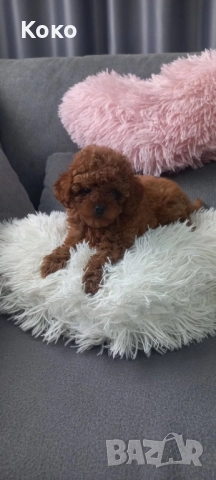 Той пудел/Тийкъп