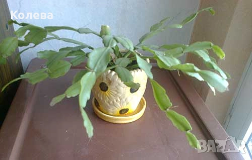 Две коледничета