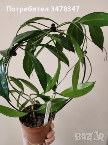 Хоя Pubicalyx Silver Pink, снимка 3 - Стайни растения - 49879821