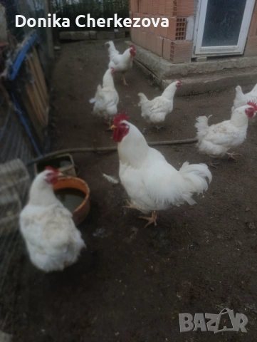 Разплодни яйца