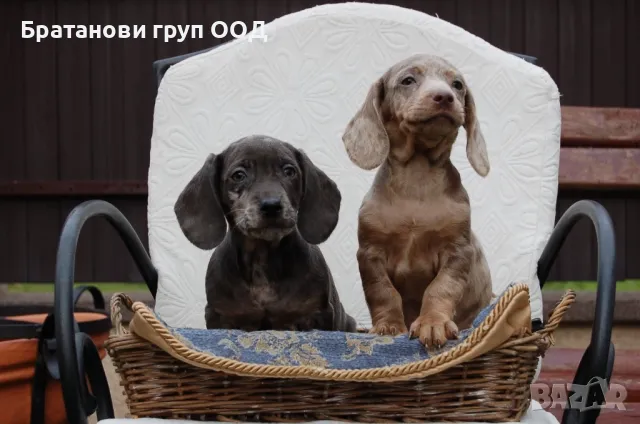 Дакели , снимка 4 - Дакели - 49009159