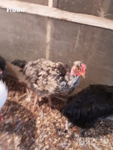 петлета и пилета различни породи , снимка 3 - Кокошки и пуйки - 44159031