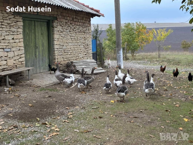 продават се гъски 