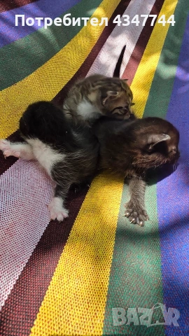 Подарявам три малки котенца. , снимка 13 - Други - 54358034