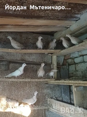 Гургутки  пеещи   