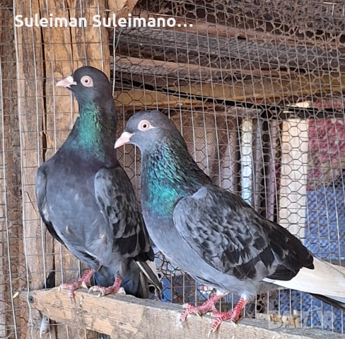 Промоция Въртеливи гълъби 50 lv всичко, снимка 3 - Гълъби - 53078995