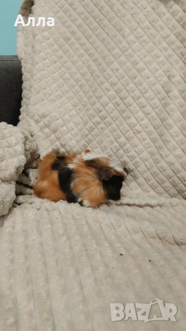 Морски свинчета, снимка 4 - Морски свинчета - 54237745