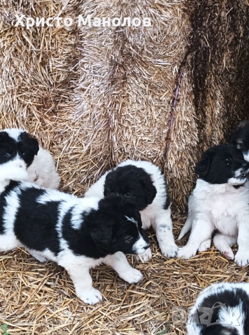 Каракачанско овчарско куче, снимка 6 - Каракачанска овчарка - 53652414