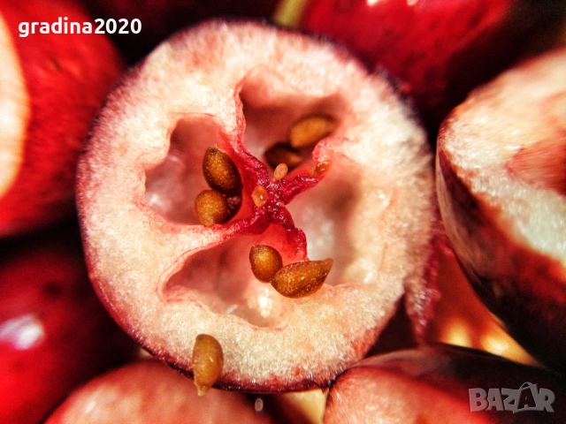 Боровинка - Разсад и замразен плод, снимка 4 - Разсади - 35693886