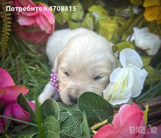 Голдън ретривър игрив мъник , снимка 5 - Голдън ретривър - 54173947