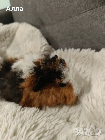 В наличност има морски свинчета и зайчета, снимка 4 - Декоративни зайчета - 52735330