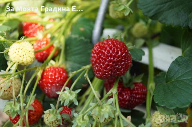 Ягода - Мице Шиндлер /Mieze Schindler, снимка 6 - Разсади - 54031955