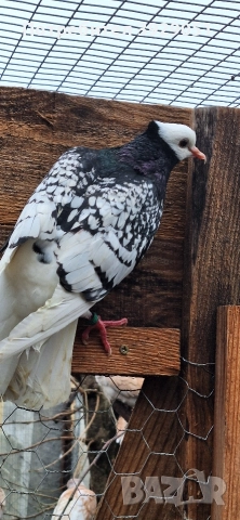 Продавам Нюмберски гълъби, снимка 3 - Гълъби - 52595905