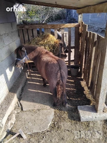 женско пони на 3г .