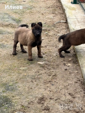 Две женски  белгийски овчарки 