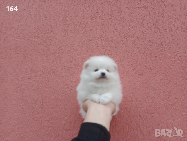 Мъжки и женски  Померани. Реални снимки от 05.01.26 г. , снимка 3 - Померан - 52930796
