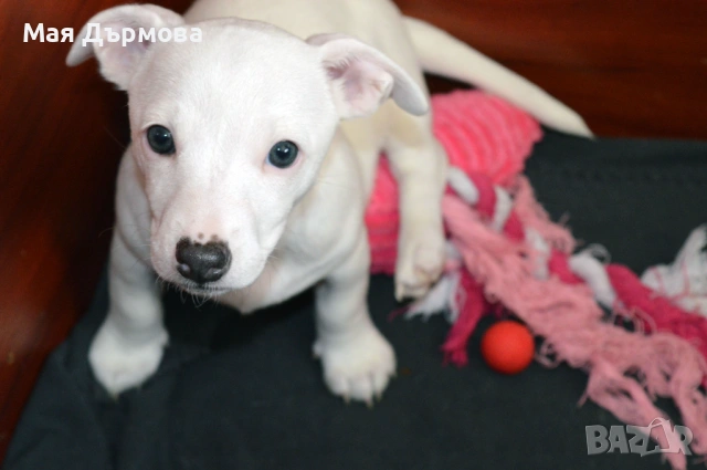 джак -ръсел териер с родословие, снимка 18 - Джак ръсел териер - 54152371