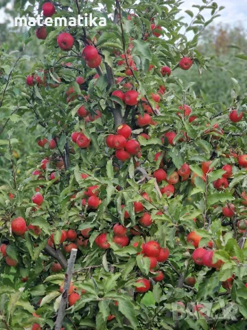 Био ябълки без химия!, снимка 5 - Домашни продукти - 56487380