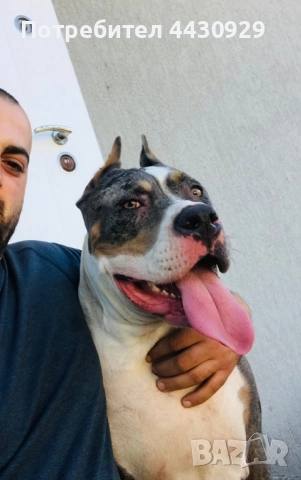 Американско були XL, снимка 10 - Други - 52951113