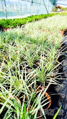 Лириопе Мускари, Liriope muscari 'Variegata', снимка 15 - Градински цветя и растения - 51899094