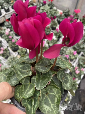 ПРОМО! 6 броя циклами , снимка 8 - Стайни растения - 52392095