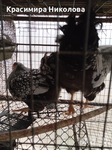 Двойка сребърен виандот, снимка 9 - Кокошки и пуйки - 53918526