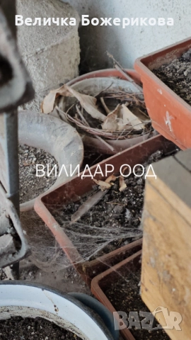 Почистване на вход, снимка 4 - Почистване на входове - 52770976