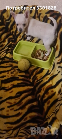 Чихупинчер , снимка 1