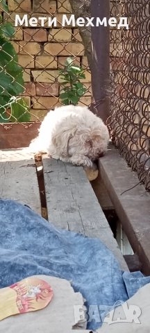 лагото, снимка 15 - Други - 51213827