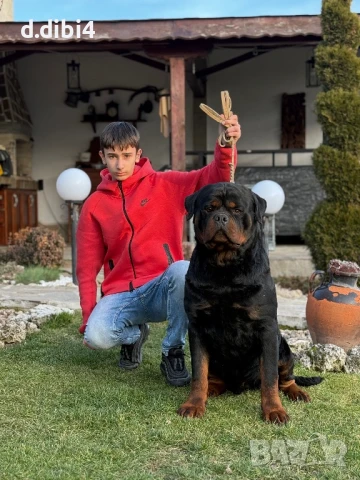 Ротвайлер, снимка 10 - Ротвайлер - 50765987