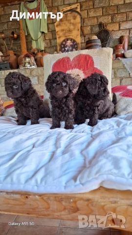 Той пудел тъмен шоколад, снимка 4 - Пудели - 52479303