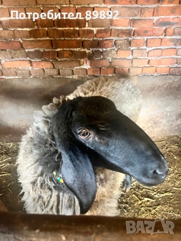 Коч Плевенска Черноглава, снимка 7 - Овце - 54090778