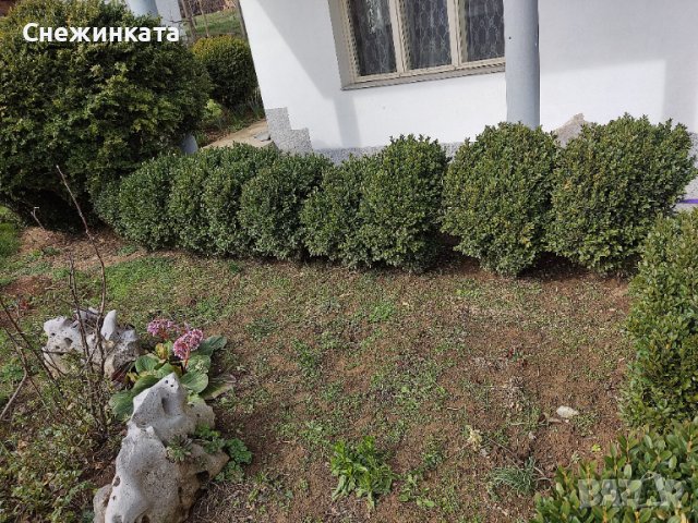 Вечнозелени топчести и дървовидни чемшири, снимка 5 - Градински цветя и растения - 40466313