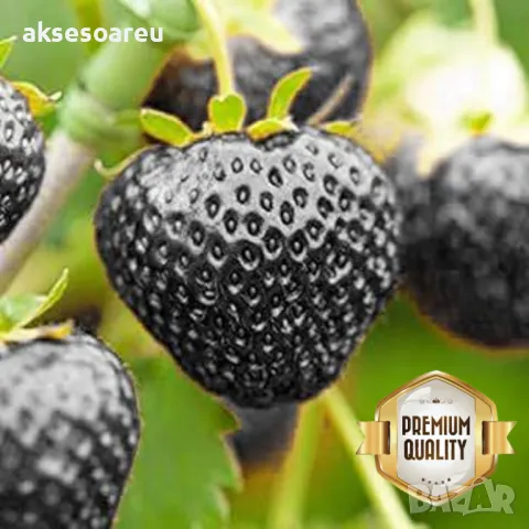 100 семена от плод черна ягода органични плодови ягодови семки от вкусни черни ягоди отлични плодове, снимка 10 - Сортови семена и луковици - 50417961