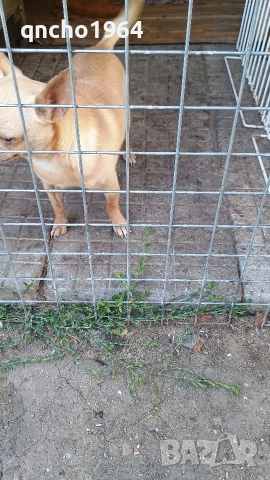 чихуахуа , снимка 6 - Чихуахуа - 52797683