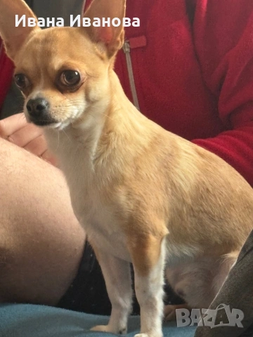 Продавам мини чиху-пинчери, снимка 6 - Пинчер - 53187417