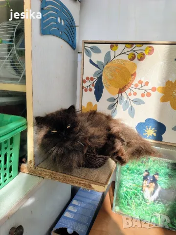 Персийски котета, снимка 1 - Персийска - 47690566