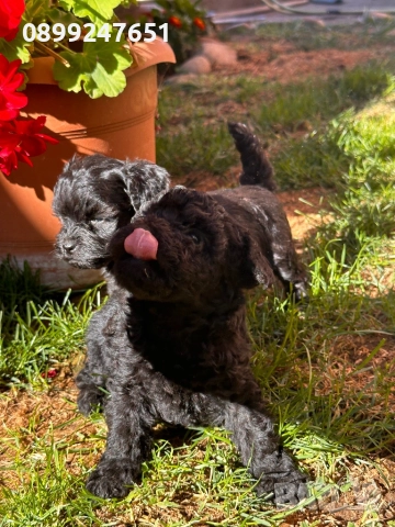 Той пуделчета, снимка 1