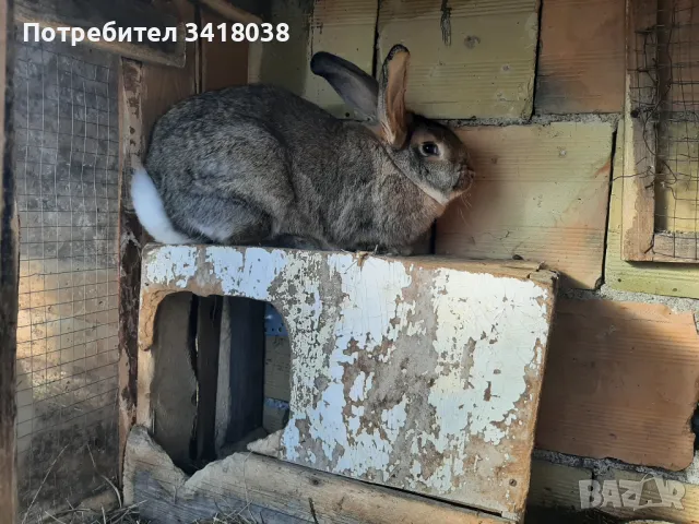 продавам зайци - различни породи и възрасти, снимка 17 - Други животни - 49253579