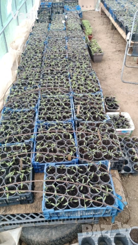 Предлагаме разсад  Домати и Краставици/Ръгби.Розова Магия.Меделина .Наслада .И много други 0.70цента, снимка 4 - Разсади - 53813782