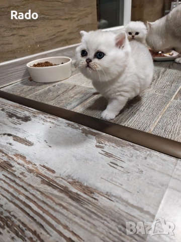 Клепоухи и правоухи сребърни чинчили , снимка 2 - Британска късокосместа - 52890489